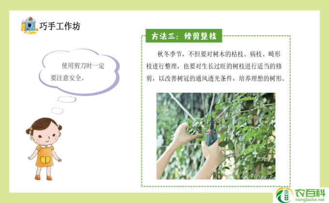 绒树怎么养(养绒树小贴士）