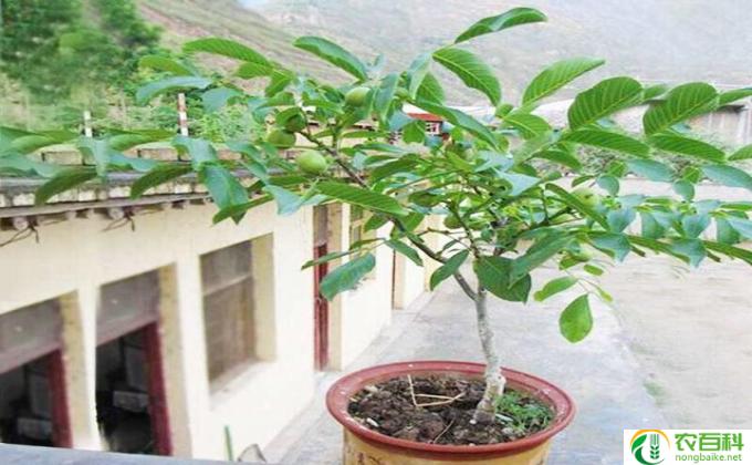 盆栽桃树怎么繁殖(盆栽桃树繁殖方法简单）