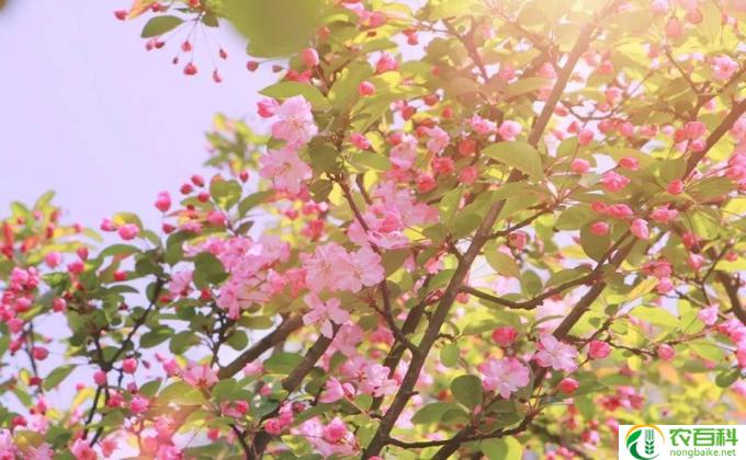 垂丝海棠一年开几次花(花期频繁的美丽之花)