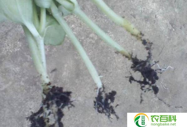 地下害虫最新特效药解决城市地下害虫问题的利器