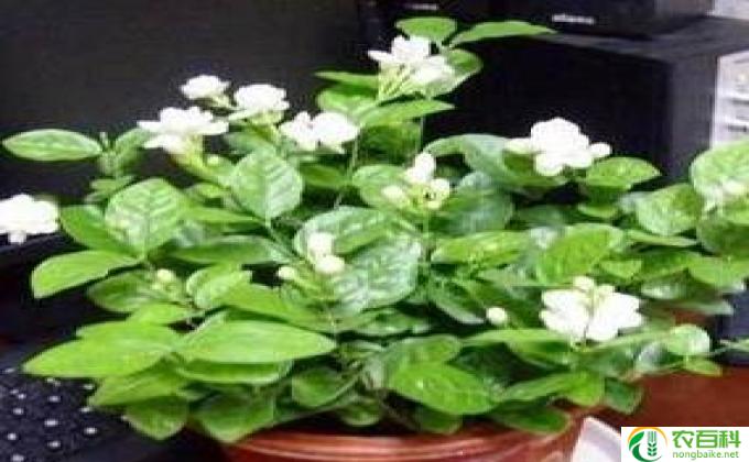 怎么给茉莉施肥(茉莉施肥的方法）