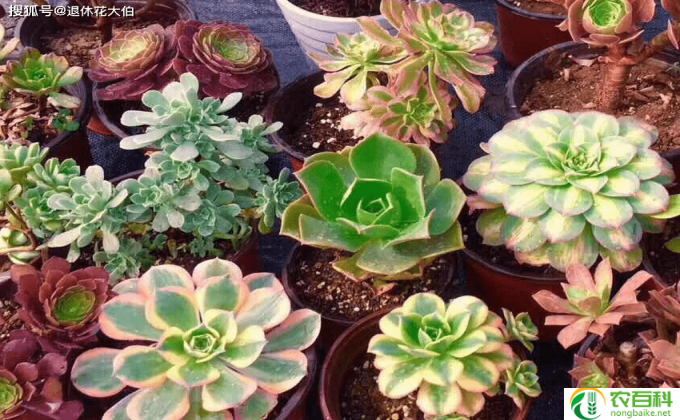 春上多肉怎么养(多肉植物养护技巧）
