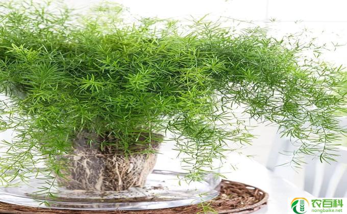 植物棕竹怎么养(怎样养好棕竹）
