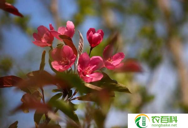 中国有可能恢复海棠叶吗（探讨中国海棠叶复苏的前景）