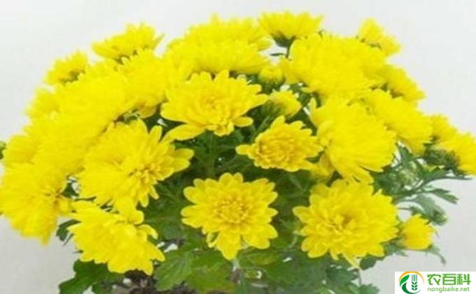 绿菊花怎么养