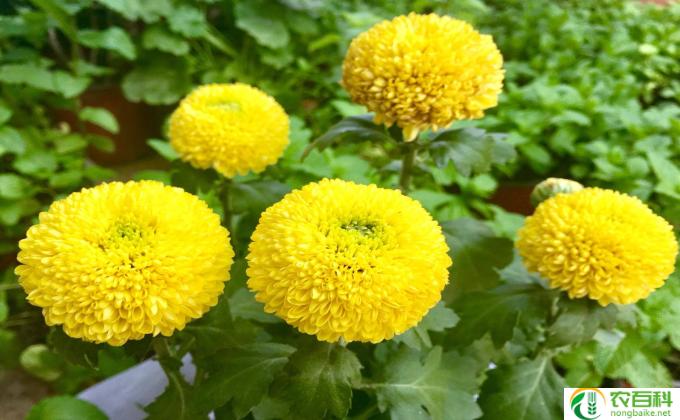 球菊花怎么养护(球菊：养护全攻略）