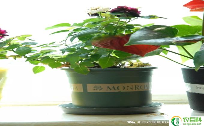 怎么照顾好植物(植物护理小窍门）