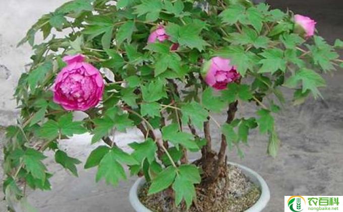 芍药怎么养殖