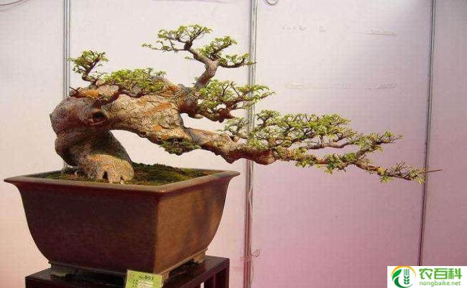 榆树怎么养了(榆树养护秘籍)