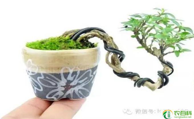 六月雪花怎么养(养六月雪花的技巧)