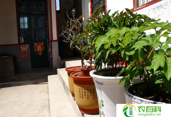 庭院种凌霄花好还是炮仗花好——探讨花卉之美与魅力
