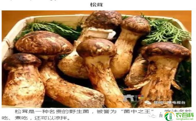 什么是竹参(竹参是什么？）
