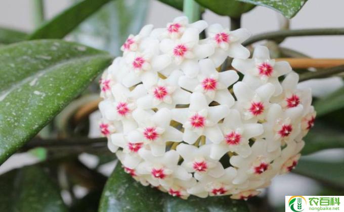 球兰怎么养开花快(如何养球兰，开花更快）