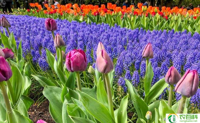 夏堇怎么种(夏堇种植技巧）