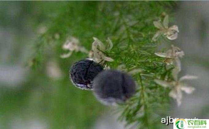 白头翁怎么喂养(白头翁养护指南）