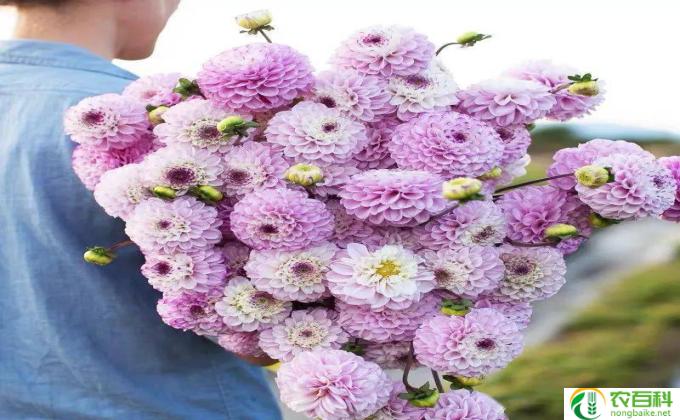 枝之花怎么养殖方法(花之美——养殖法）