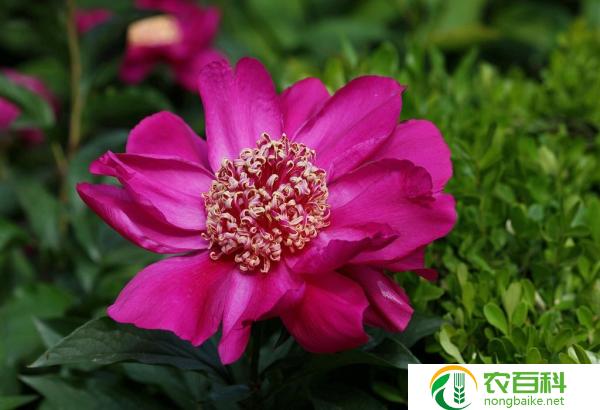 五颜六色写出了花的什么(五颜六色写出了花的美丽与多样性)