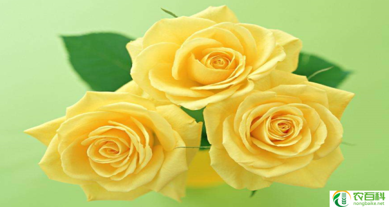 玫瑰花送几支的含义（传递深情意义的花语）