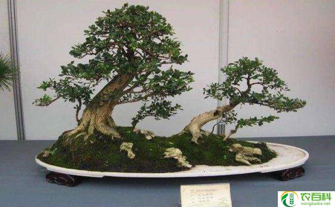 盆景怎么取名(盆景之名）