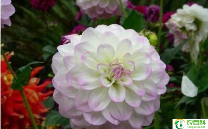 大丽菊种子怎么种(种植大丽菊的方法)