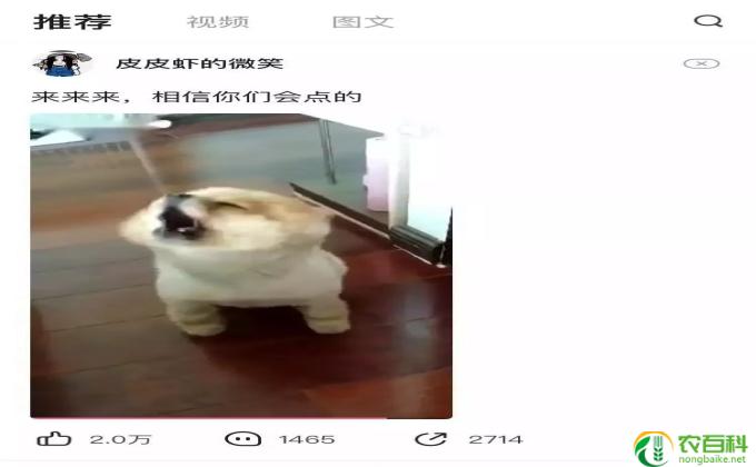 皮皮虾是什么意思