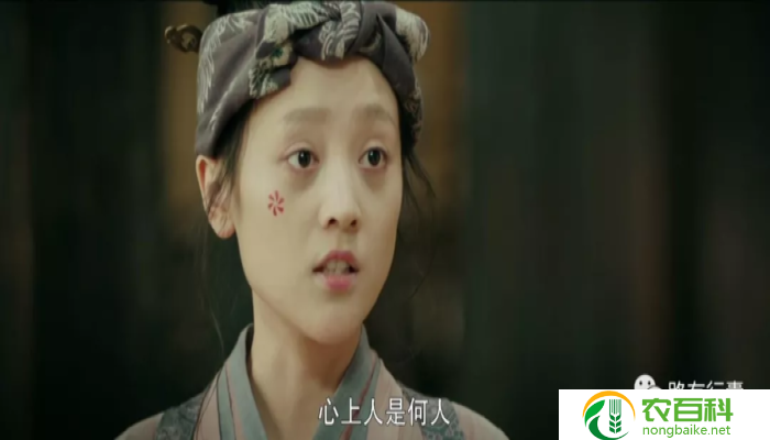 曼珠沙华的爱情故事（绽放在时光中的花朵）