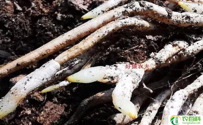 花烂根怎么处理方法(花烂根病怎么办？)