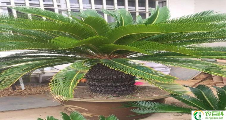 为什么家里不能养铁树(原因及解决方法)