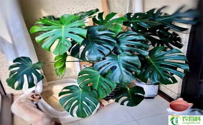 龟背竹种子怎么种(找种植方法）
