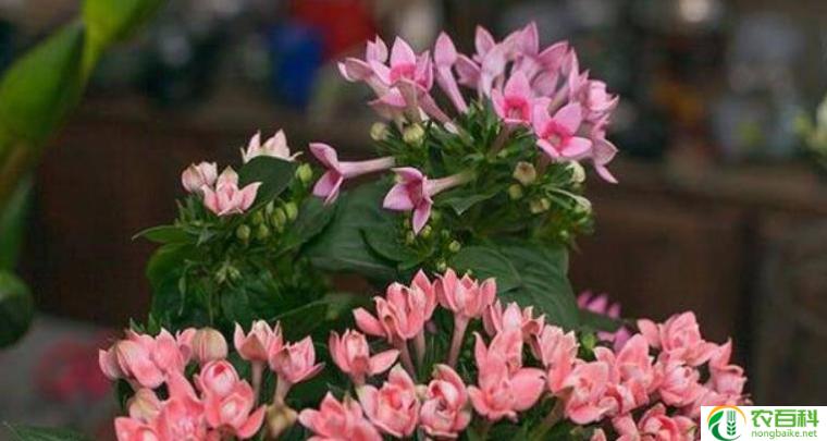 芙蓉花长什么样子（盛放如仙境的绚丽之花）