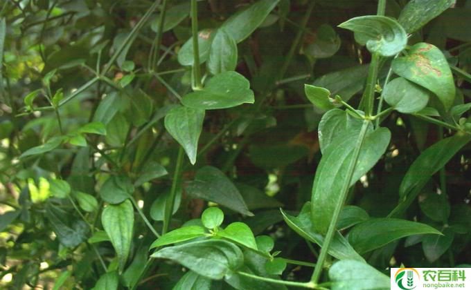 长青滕怎么繁殖(长青滕的繁殖方法)