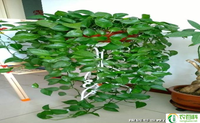 绿萝花植物怎么养殖(绿萝花植物养殖须知）