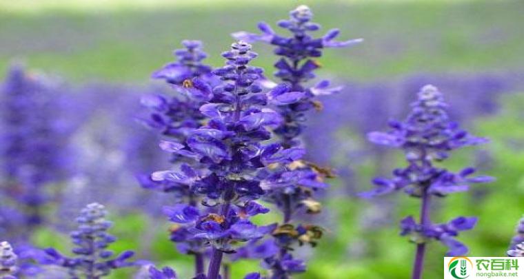 紫色苜蓿花花语是什么（探索花语的深层含义）