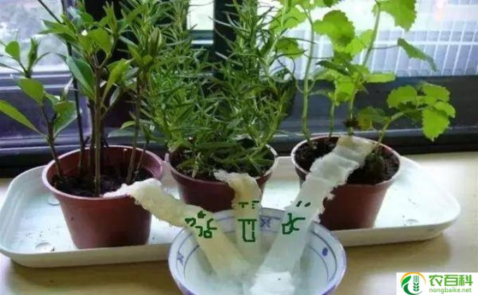 水养植物怎么(h3水养植物的技巧h3）