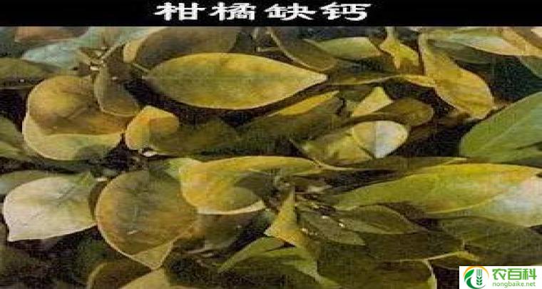 爬山虎叶子的三大特点（探索其独特之美）