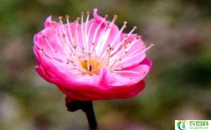 春花怎么剪大全