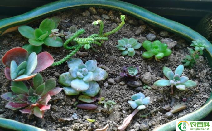 肉肉花怎么种植方法(肉肉花养护小贴士）