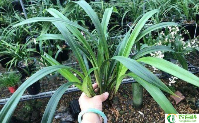 怎么分株兰花(分株兰花）