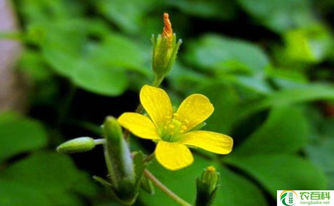 酢浆草花怎么繁殖(酢浆草）