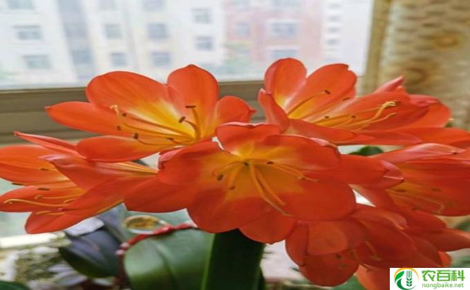 夏天君子兰夹箭怎么办(夏天怎么夹箭）
