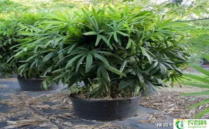 棕竹怎么繁衍(棕竹繁衍  竹子生长技巧)