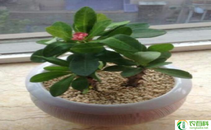 栀子盆栽怎么施肥(栀子盆栽的施肥技巧）