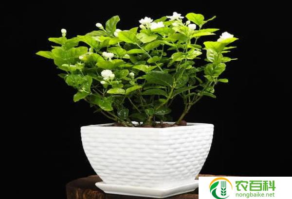 天胡荽水草缺点(不适合长期种植)