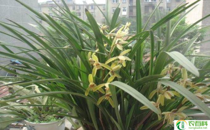 秋兰花图片怎么养