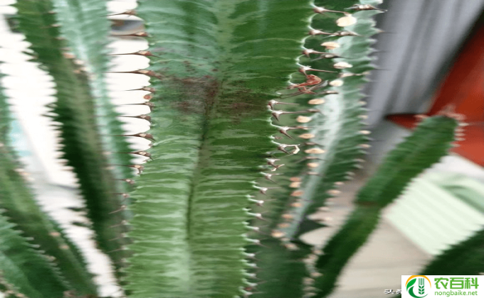 幸福树怎么养殖(幸福树,幸福满满)