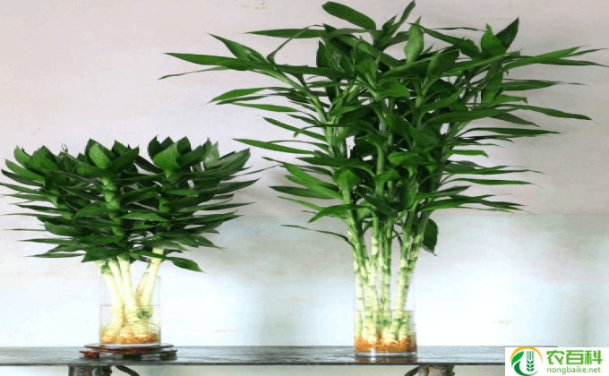 富贵竹怎么土养(富贵竹的土壤养护之道)