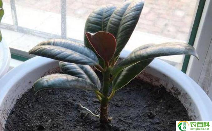 夏季玉树怎么养(玉树养护秘诀）