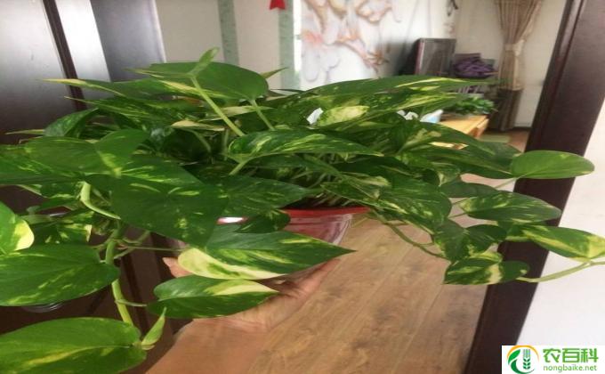 绿金刚植物怎么养