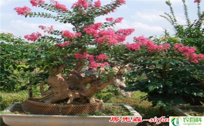 怎么盆栽紫薇树(盆栽紫薇树的方法及注意事项）