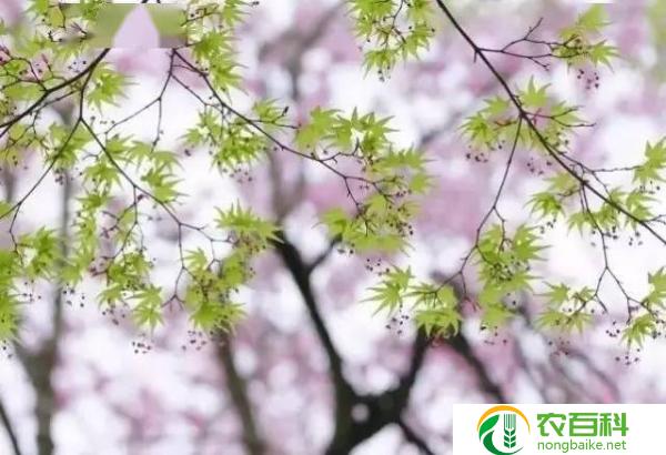 人离翻山葬桃花(无尽的思念)